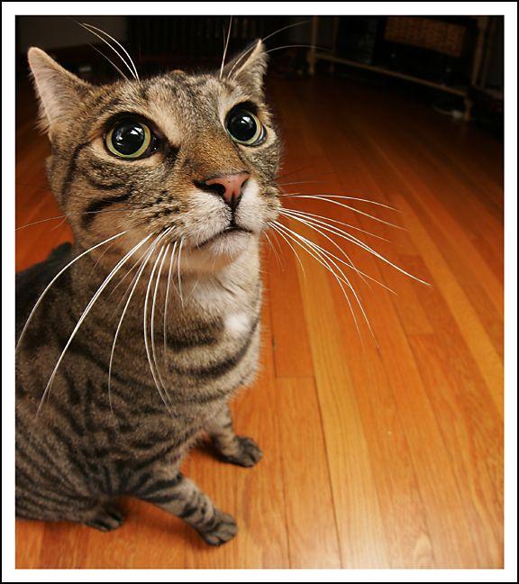 ну дай колбаски