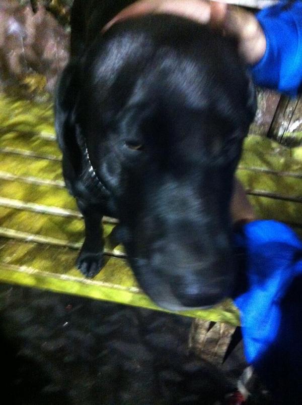 JonathanWAi's tweet photo. cute dog~~ very bun~~ ^^ http://t.co/lDnIufRn