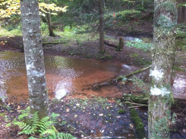 Slaying 220 year old Hemlocks to shave 12 seconds off the drive to #Charlottetown #occupyPlanB