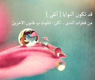 بوح الصوره.... - صفحة 2 A4c0865CQAIPXY2