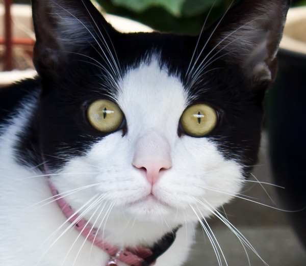 MaudJL's tweet photo. #runecats @modpaulm @mod_jane http://t.co/0YbnfYdg