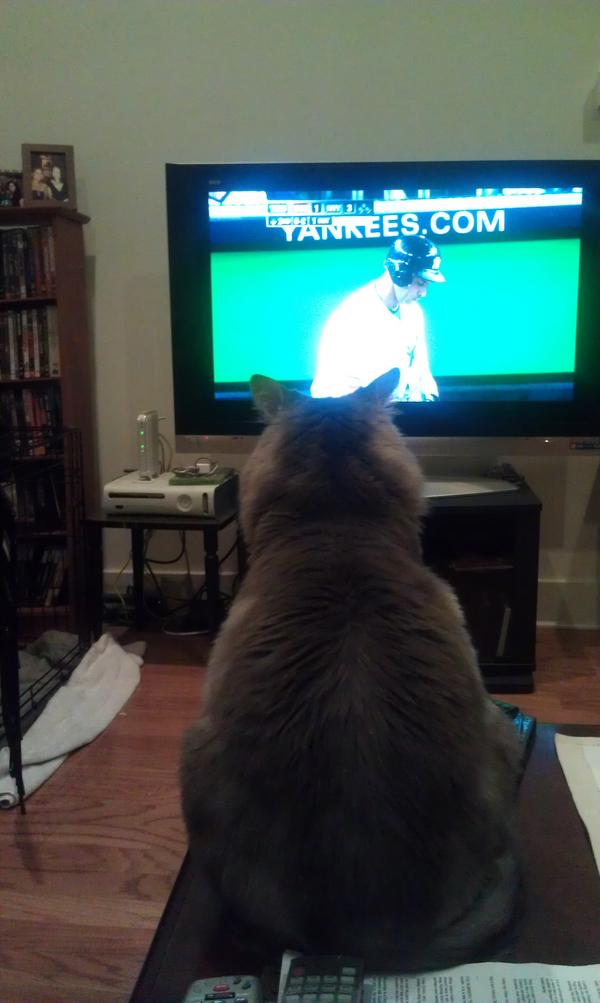 MellaJade's tweet photo. @rickygervais Tell him the cat will watch sports with him! http://t.co/nxokC6Vh
