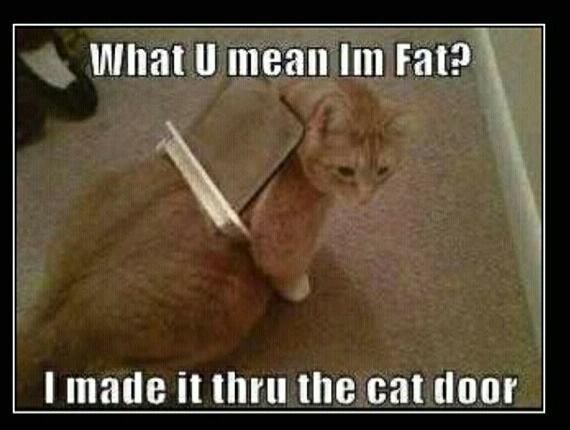 Adam Post Apmg On Twitter The Rule Is If You Fit Through The Cat