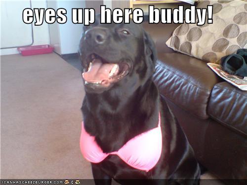 Лабрадор мем. Мемы про лабрадоров. Смешные собаки мемы лабрадора. Смеющийся лабрадор Мем