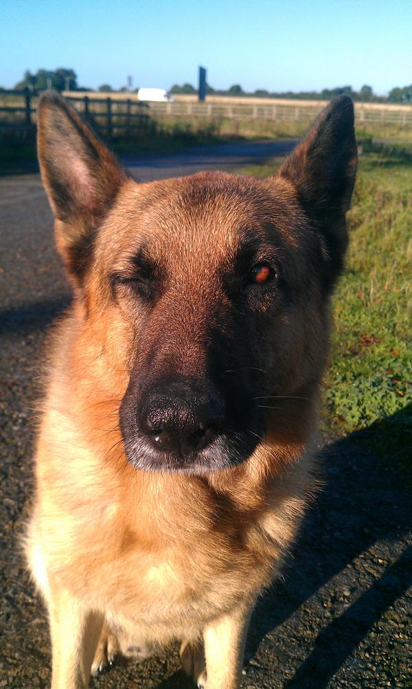 WYPDogs's tweet photo. PD Ben also practicing his chat up lines and pulling face....."Ladies.....how you doing?".....what a smoothie...#PDBen http://t.co/sYexKi9y