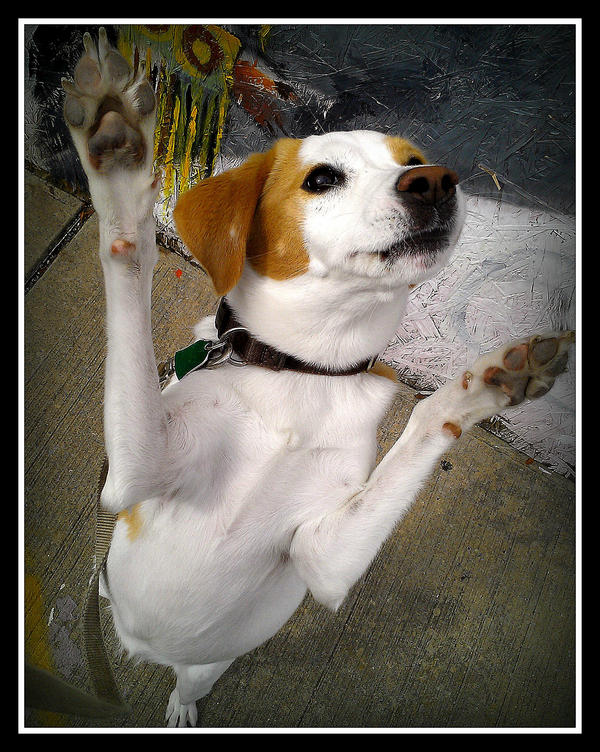 Nyc Paws Authority tweet media