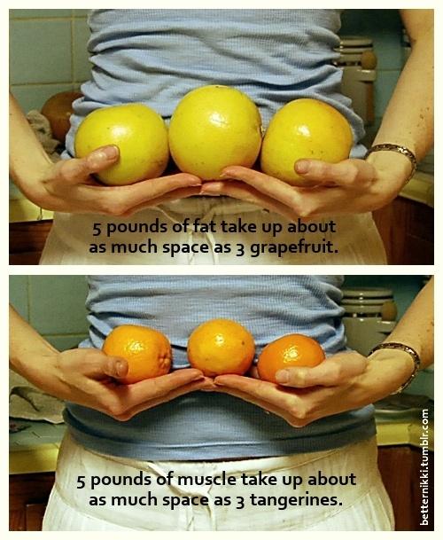 natureinspired's tweet photo. 5 pound of fat and 5 pounds of muscle - a visual https://t.co/l55xAbFz http://t.co/yw5ECnl7