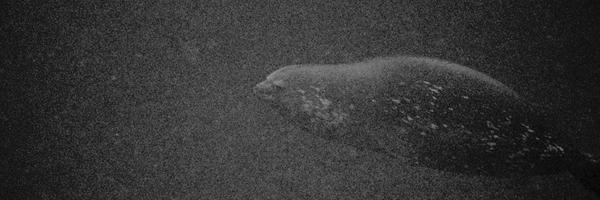 On this last dive we had an extra companion following us. Too bad he wouldn't sit still for a good photo: