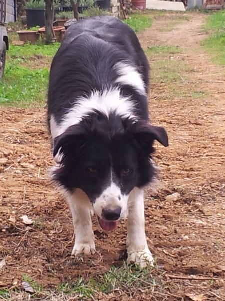 Antonio Miggiano (@mayasoccorso) on Twitter photo 