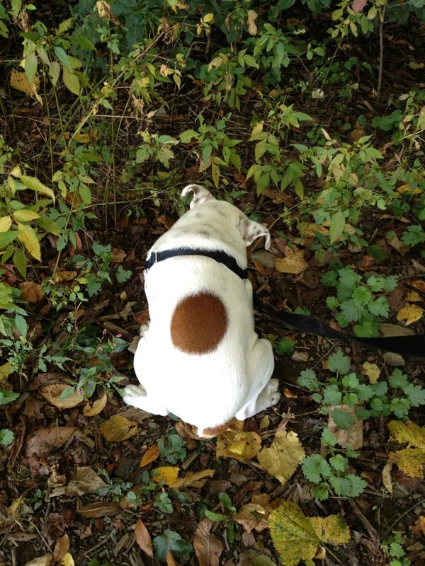 ziggyfrost's tweet photo. Taking a huge dump. http://t.co/QVx8eTxH