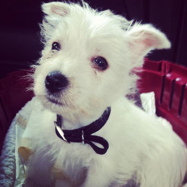 FrancescaM_87's tweet image. Everyone... Meet mine and @GavWonna puppy! #boogles