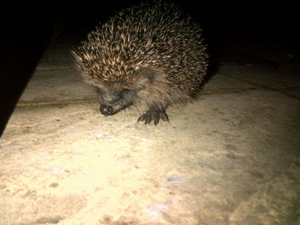 mrpapzZ's tweet image. Found this little bugger lost in my garden
