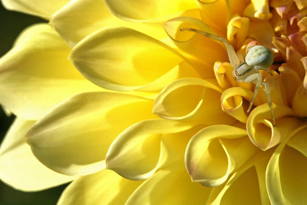 Crab spiders are the best at holding still and posing cooperatively :-)