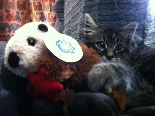 montee_ray's tweet photo. Kinda missing all my friends in Monterey. No otters in LA. #homesick http://t.co/wAyHZmCb