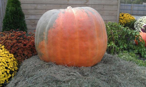 MA Farm Wineries tweet media