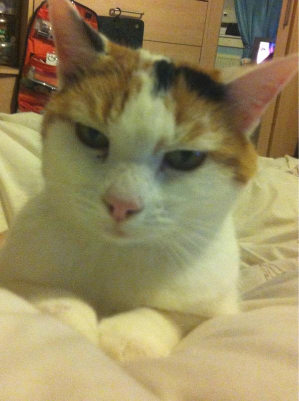 Sam18x's tweet image. Can't seem to get rid of this cat! #Pepsi #Headbut #Burst