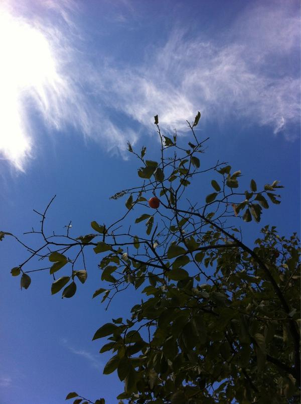 가지 끝의 농익은 감이 화로불 처럼 발갛다.
또옥 따서 누굴 줄까~