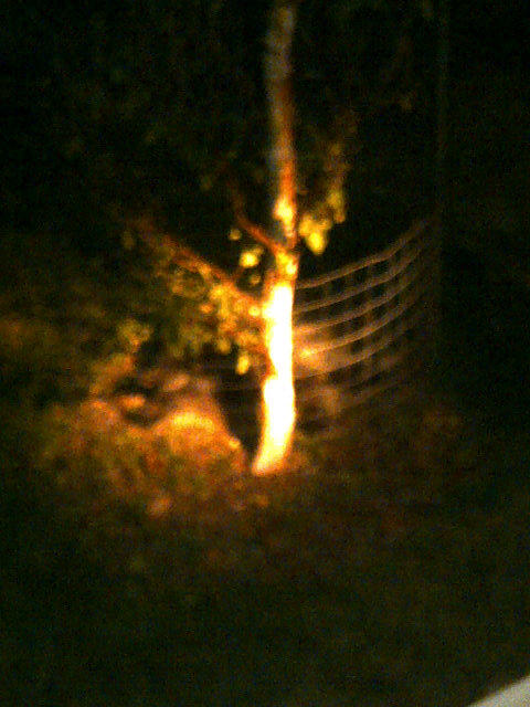 Blanke23's tweet image. Turkey or roast porcupine for thanksgiving? #blankefarms