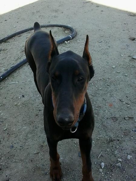 UmekMoreno's tweet photo. Zeus :-) http://t.co/aynsepSP