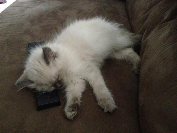 DreaMacLean's tweet photo. .@MichelaHelena the fad of #kitties using remotes for pillows is sweeping the country! Congrats on your new fur baby:) http://t.co/USHsoiNT
