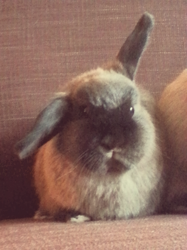 AlfieandLisa tweet picture