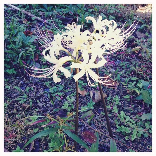 彼岸花のtwitterイラスト検索結果 古い順