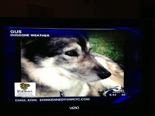 My baby was in TV! Aw!!! #wkyc #doggoneweather