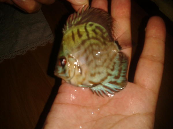 OrjinDiscus tweet picture