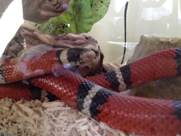 StratsRock's tweet image. My pet snake is such a good snake.
