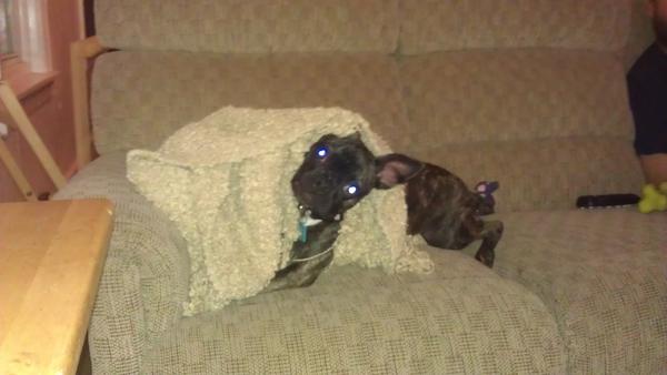 u_peezy's tweet image. #crackdog