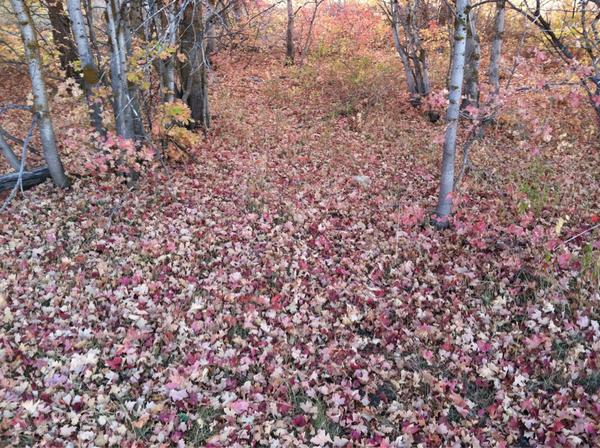 travis_chambers's tweet image. Getting paid to golf today! Pink blanket is hiding my shanks though. #socmeddiscuss