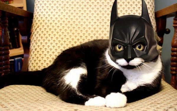 500ThingsMyCatT's tweet image. this cat is the real batman....       #awesomecatbook #catlover #cats #batman