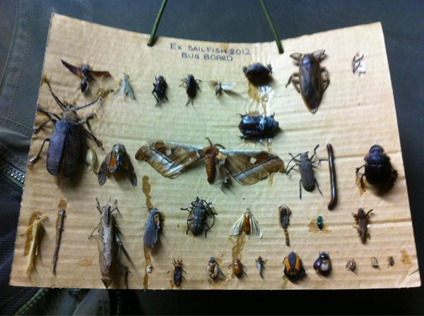 jakerey1's tweet image. #bugs #anging #creatures #Kenya #vile