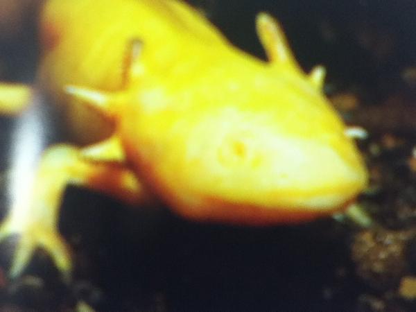 ウーパールーパーの部屋 Madarasaiko Twitter