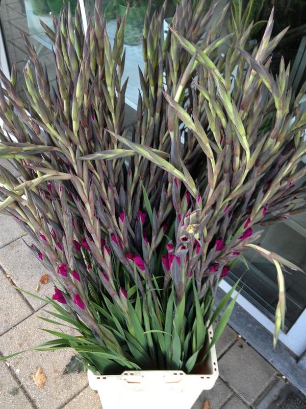 Amazing_Flowers's tweet photo. #happyflower @Amazing_Flowers de laatste gladiolen dit jaar, grijp ze voor 1 euro 10 stuks op=op!!! http://t.co/LnvIOuIm