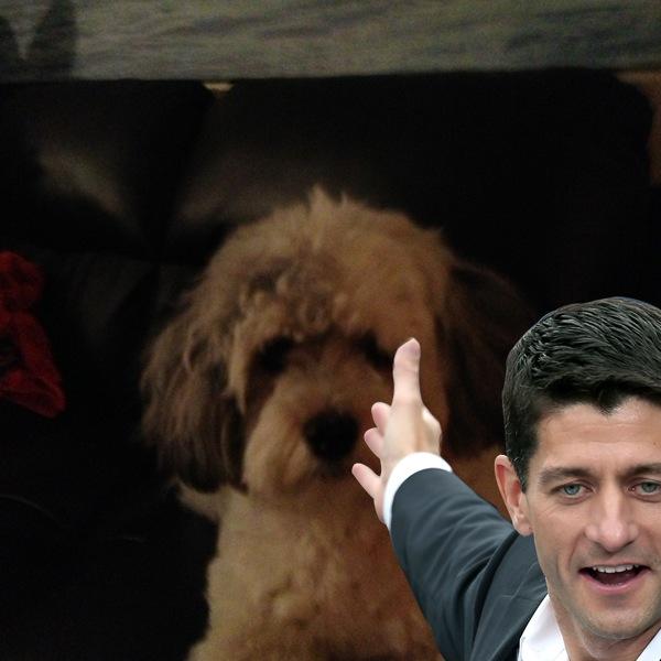 anthonpeck21's tweet photo. #obamney for iPhone is hilarious! @obamney2012 http://t.co/SEsF3qKE I chose #Ryan http://t.co/aQ6ldl06