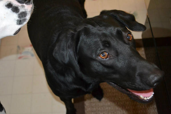 SaveourpetsSuff's tweet image. Meet Shadow a 3 year old Lab who suffocated on a Doritos bag! please share the dangers #petscansuffocate