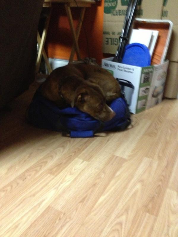 Mamas_Rosa's tweet photo. My dog was cold http://t.co/wdWPAYsv