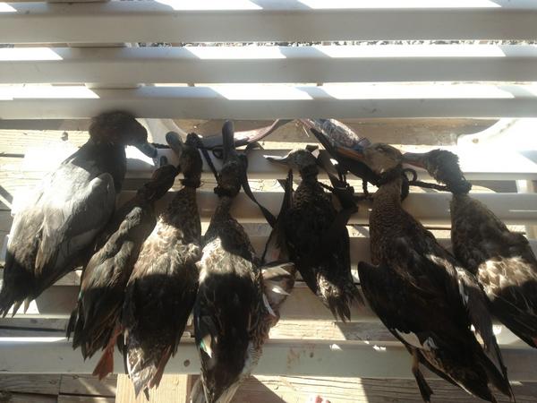 Mountainbiker's tweet photo. Weekend one of duck huntig is over had so much fun and got my limit on Saturday and got a Pintail yesterday http://t.co/Oox7FAAB