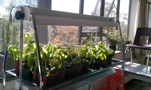 OnePlantClass's tweet photo. Here are some pictures of The Student School (@TDSB school) setting up a new grow light with basil from a eco grant! http://t.co/koqGiMD0