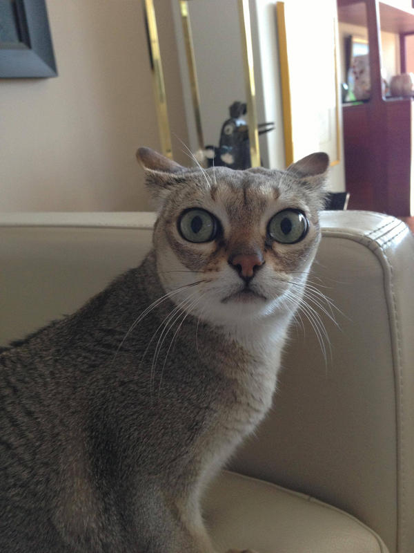 cuteaww_'s tweet photo. always alert! http://t.co/kqNKS5Ms