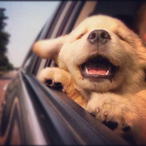 cuteaww_'s tweet photo. i love cars!!! http://t.co/fmItWoGB