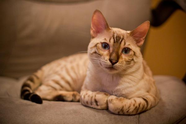 cuteaww_'s tweet photo. http://t.co/3O8d80OC