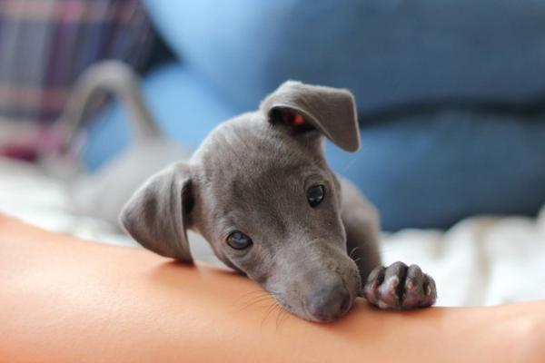 cuteaww_'s tweet photo. newborn puppy (: http://t.co/fEieq8E5