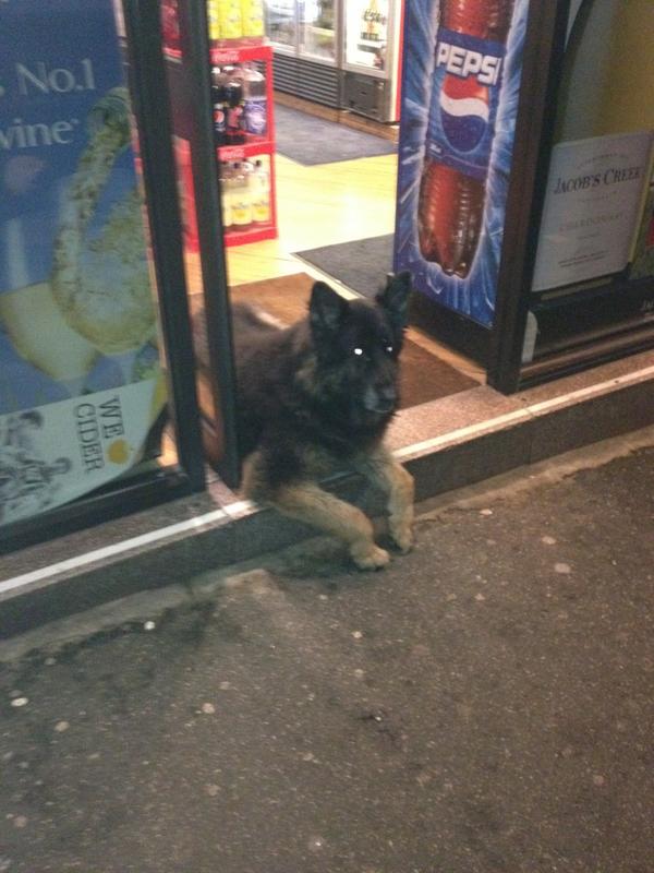 Was gonna get a couple of beers.  Thought I'd better swerve it.   #thatsafuckingbigdog