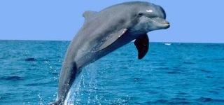 LeeDawnHubbard's tweet photo. Sharing this from the Dingle Peninsula Travel Guide iPhone App. http://t.co/UdkkTCkX