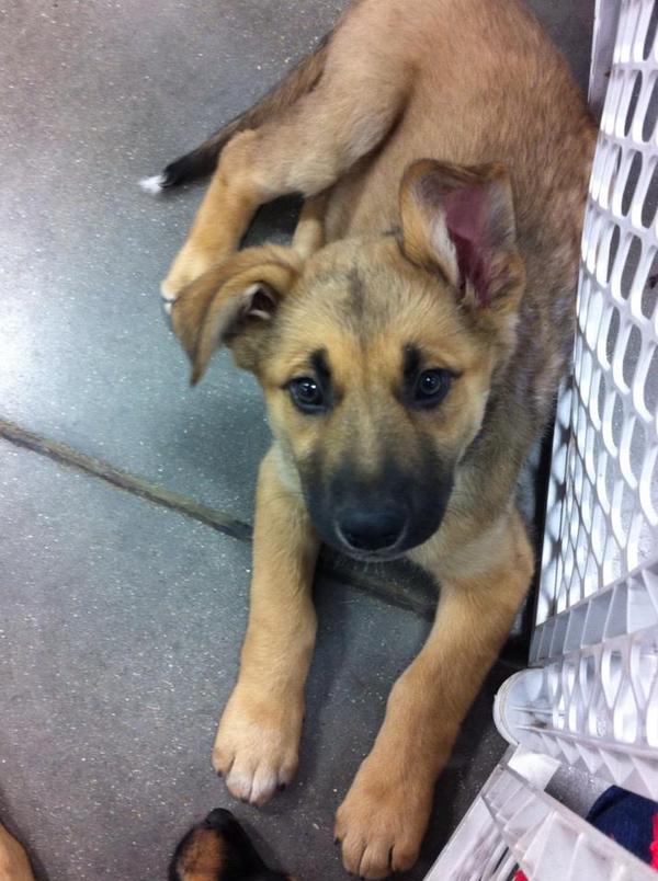 cuteaww_'s tweet photo. will YOU take me home? (: http://t.co/3AvcUUdV