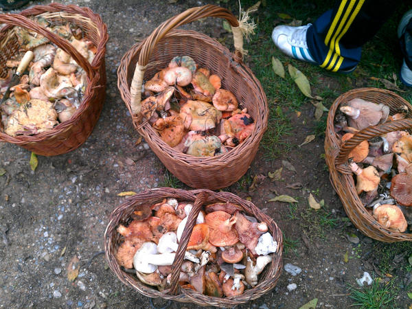 Dia de collir bolets. <a href="/PolAlcazar/">Pol Alcazar</a> <a href="/LlopartPep/">pep llopart</a> @albertcarafí