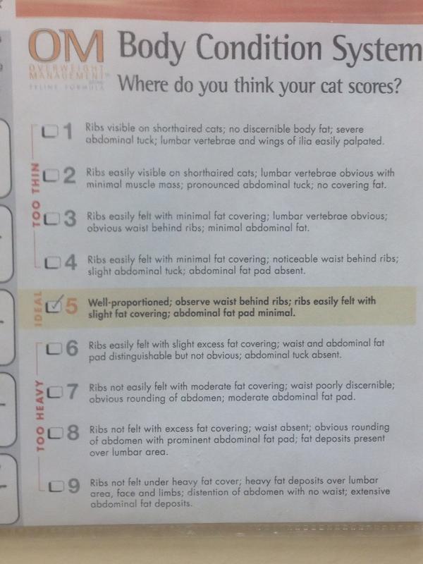 Mdmeh's tweet photo. Haha @newmanjennifer which ones your cat #OhManThisShitIsFunny http://t.co/V1TMDP90