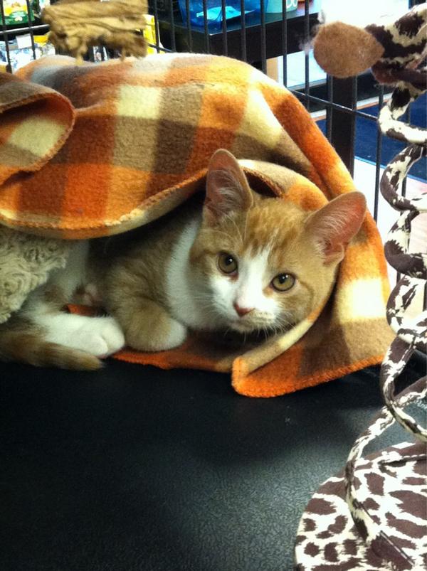 PetValuHamilton's tweet photo. Meet Ricky, our newest adoptable kitten. Come in and say hi! #adopt #kittens #rescue http://t.co/qoKIvPOo